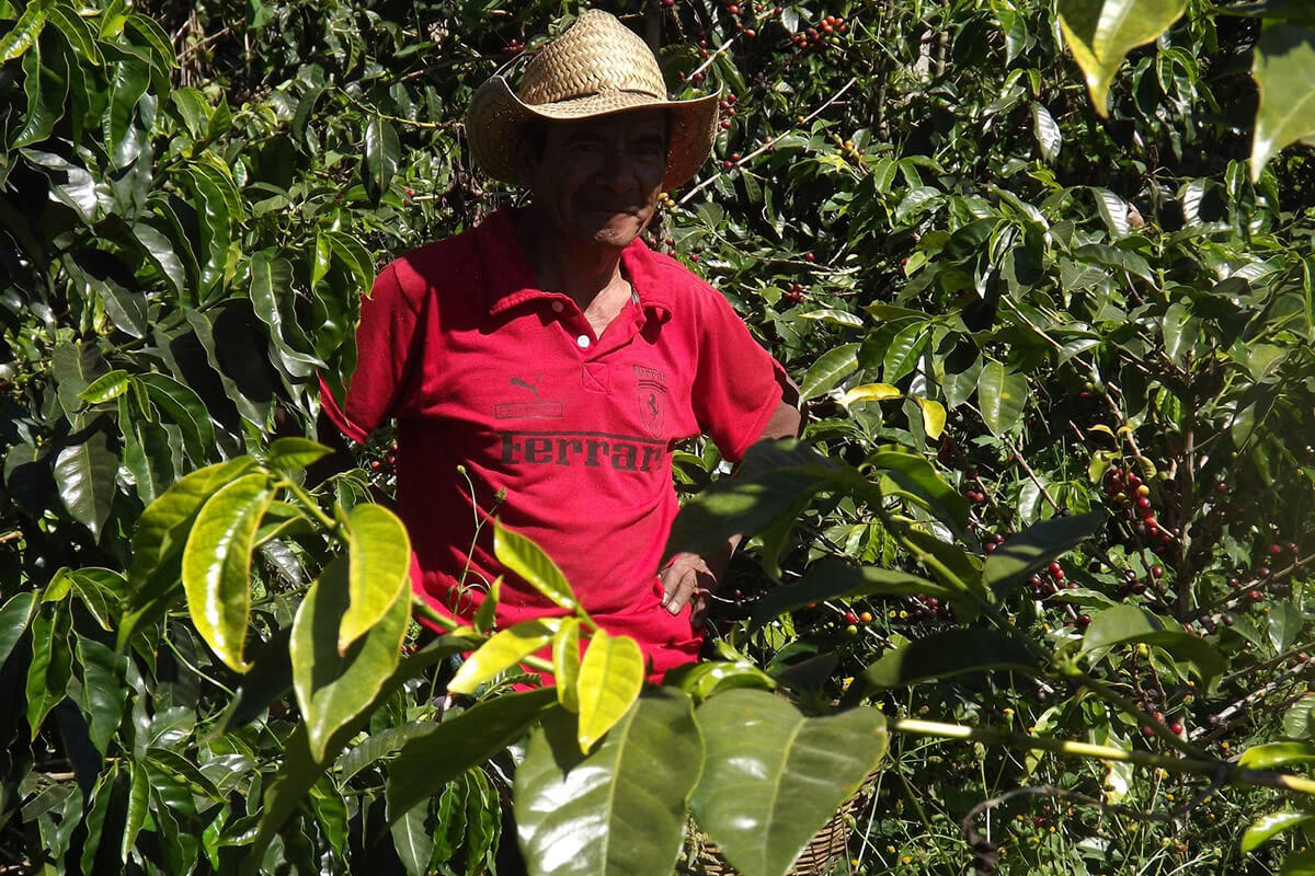 Fermier pe plantație de cafea